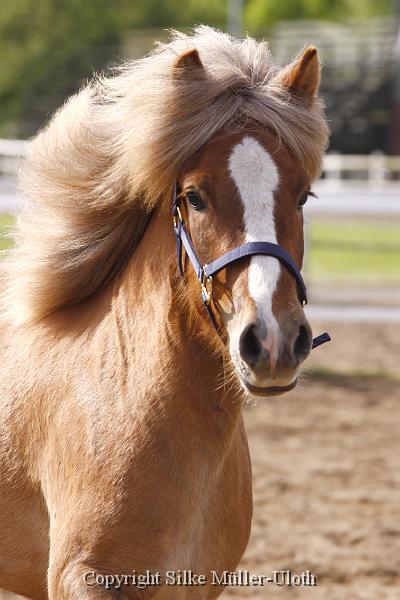 Hryssa von Heidmoor (7).JPG